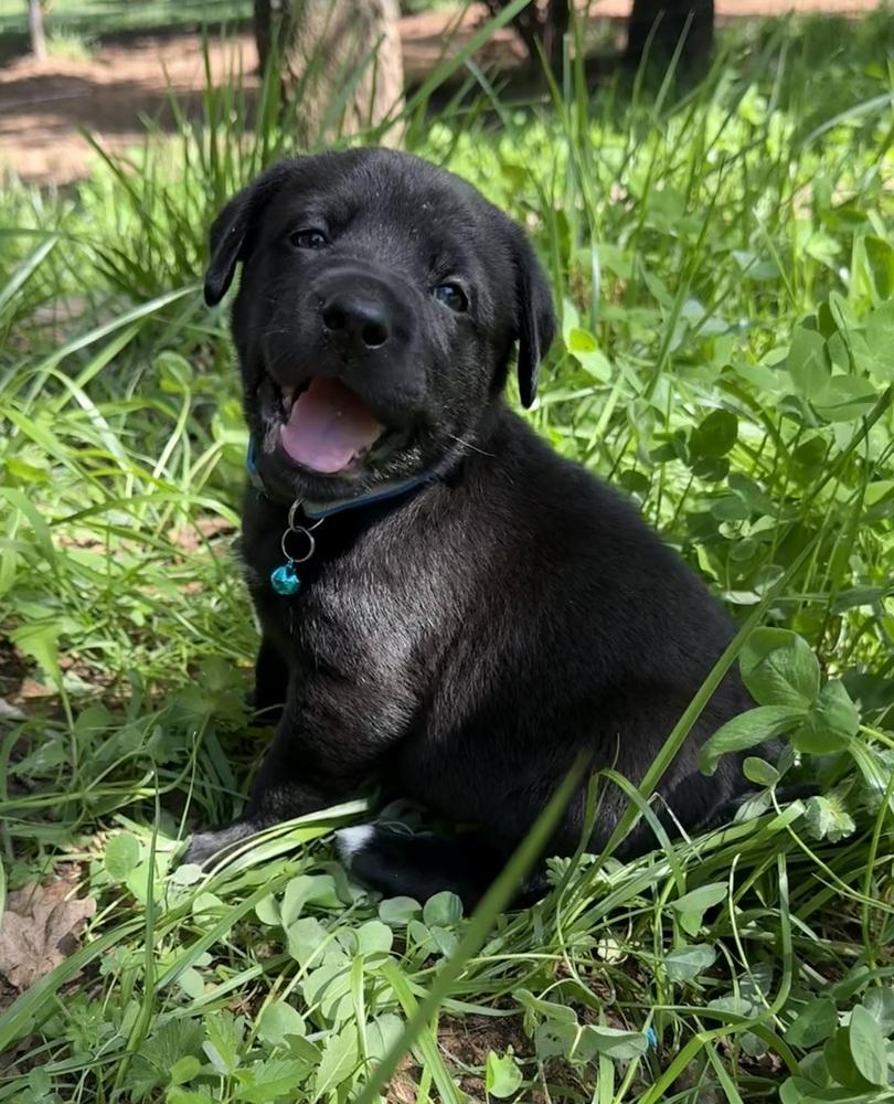 Mouse, Adoptable, Puppy Male Labrador Retriever & Mixed Breed.