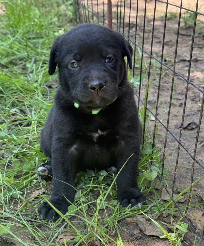 Enlarge Mouse, a Adoptable mixed breed in Warr Acres, OK image 4/6