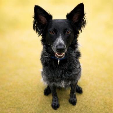 Enlarge Finnegan, a ADOPTABLE mixed breed in Long Beach, WA image 2/5