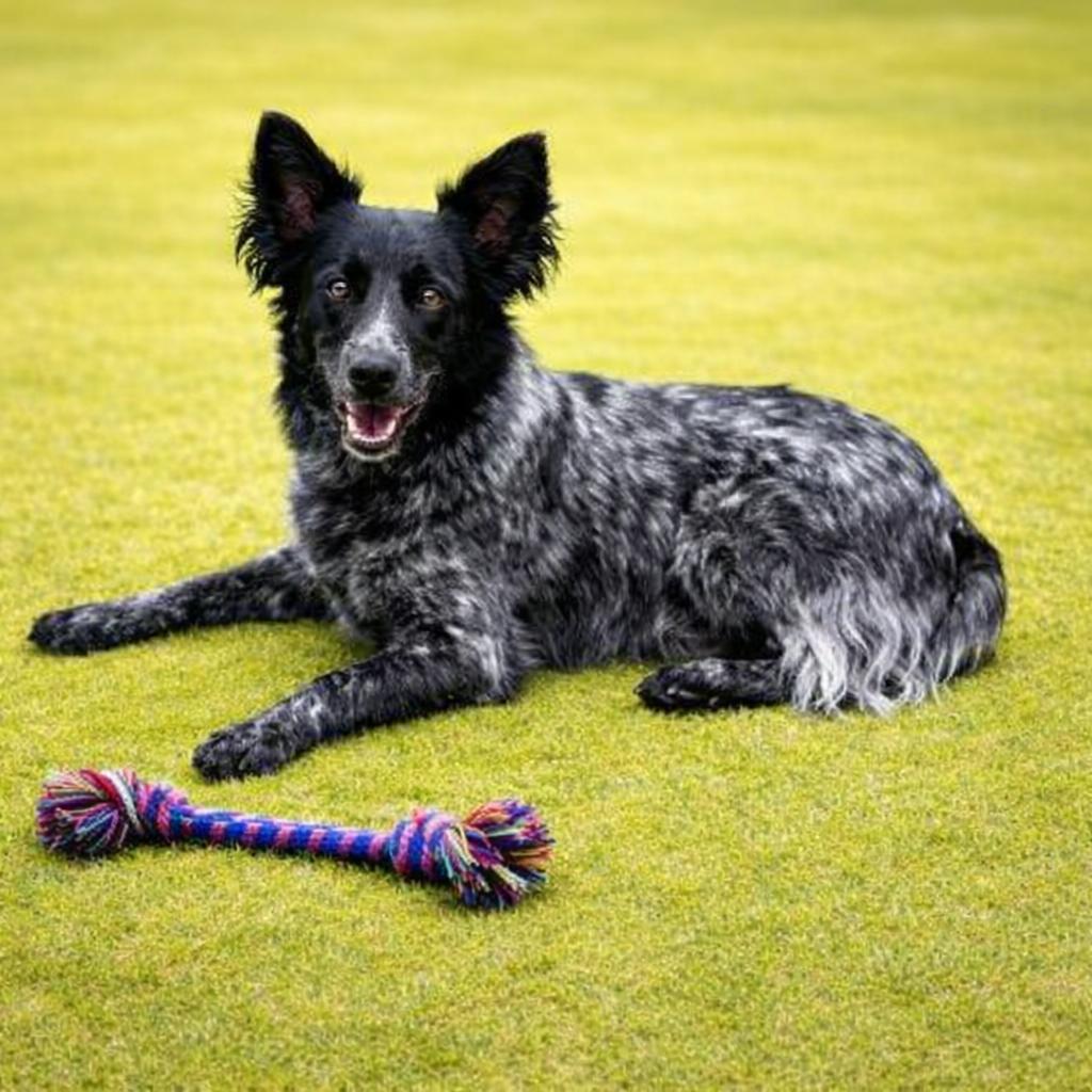 Enlarge Finnegan, a ADOPTABLE mixed breed in Long Beach, WA image 1/5