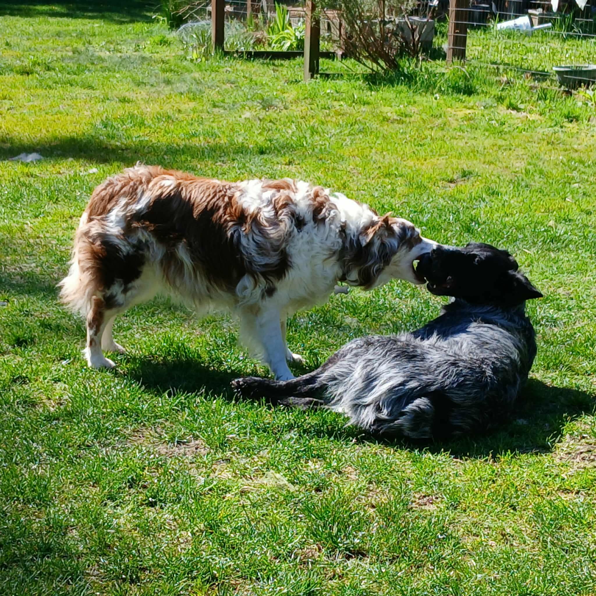 Enlarge Finnegan, a ADOPTABLE mixed breed in Long Beach, WA image 5/5
