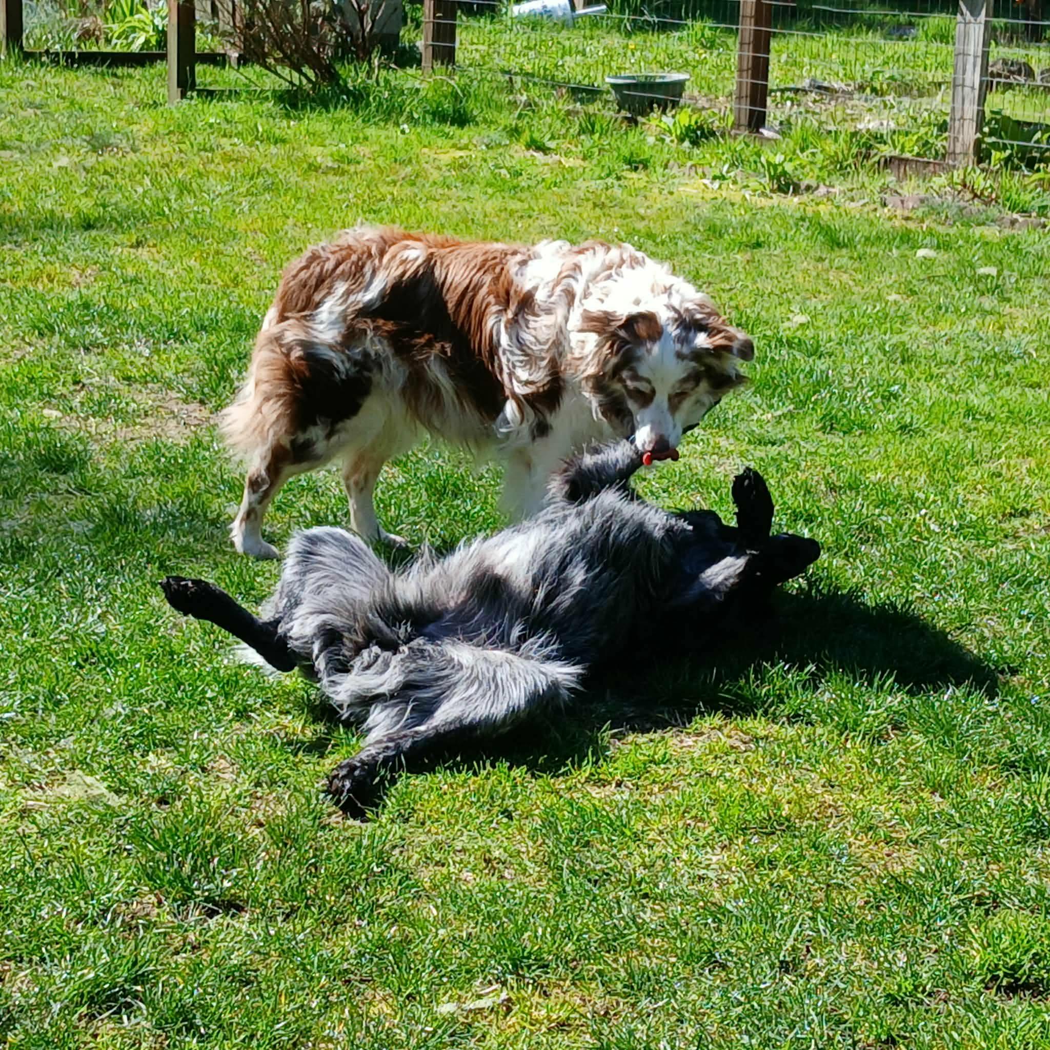 Enlarge Finnegan, a ADOPTABLE mixed breed in Long Beach, WA image 3/5
