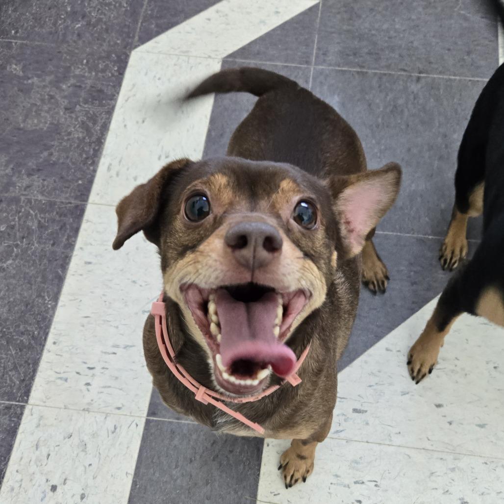 Enlarge Reggie 26-011, a Adoptable Miniature Pinscher in Tawas City, MI image 1/1