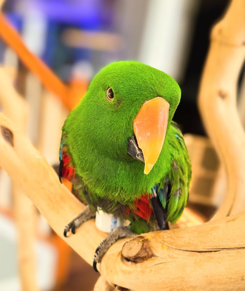 Chia, a Adoptable Eclectus in Ballwin, MO image 2/6