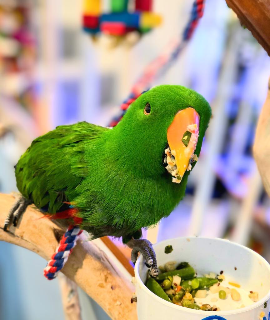 Chia, a Adoptable Eclectus in Ballwin, MO image 5/6