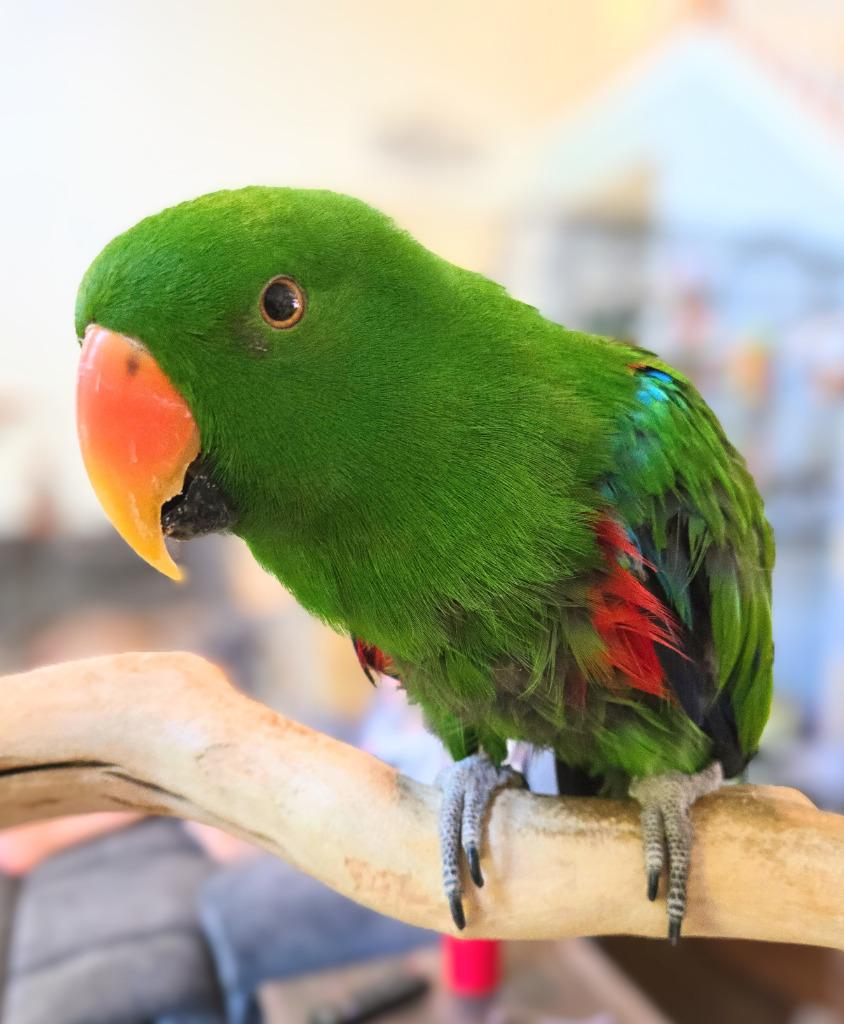 Chia, a Adoptable Eclectus in Ballwin, MO image 6/6