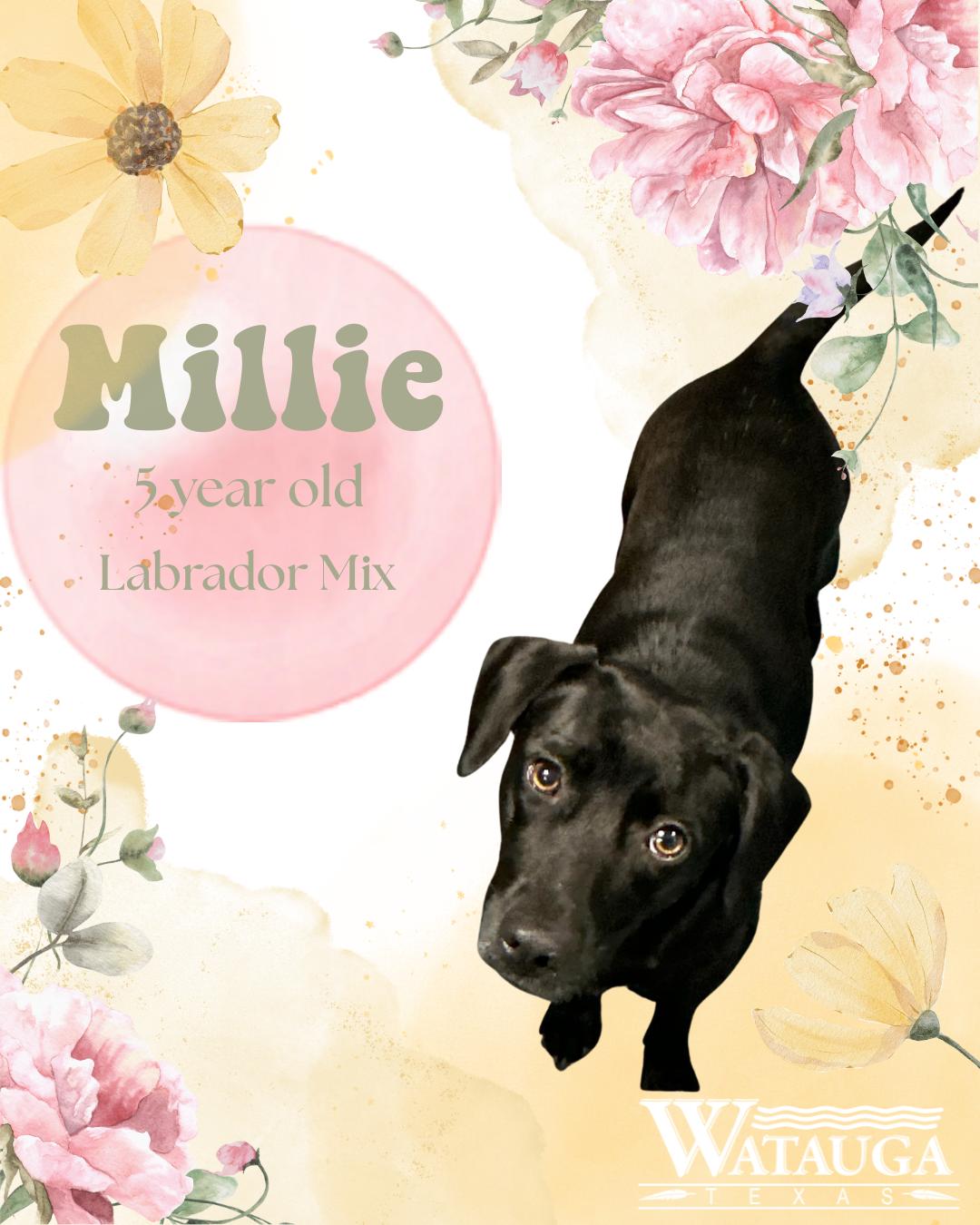 Millie, adopted, Adult Female Black Labrador Retriever.
