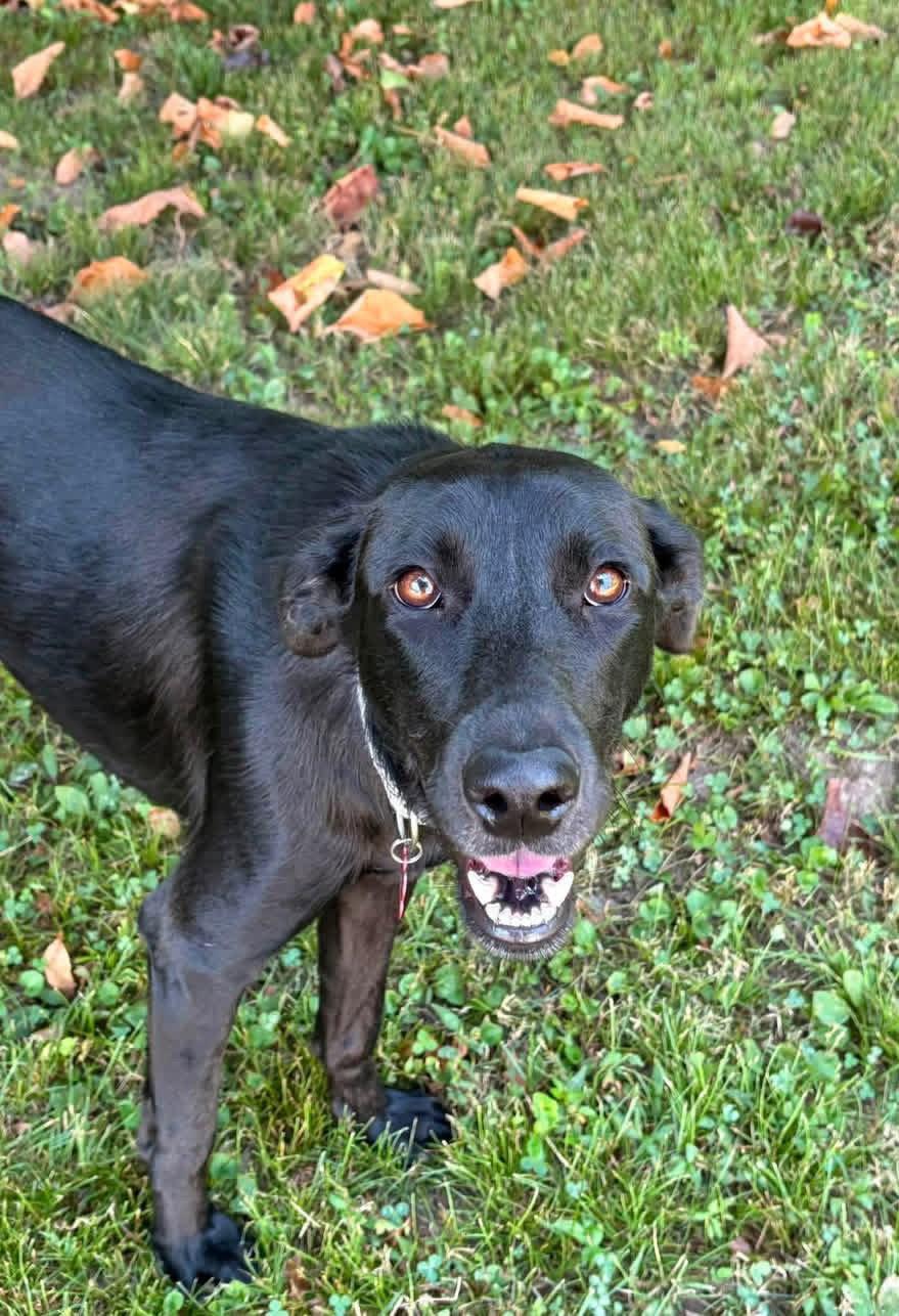Enlarge Marcie, a Adoptable Labrador Retriever in Barnhart, MO image 1/3