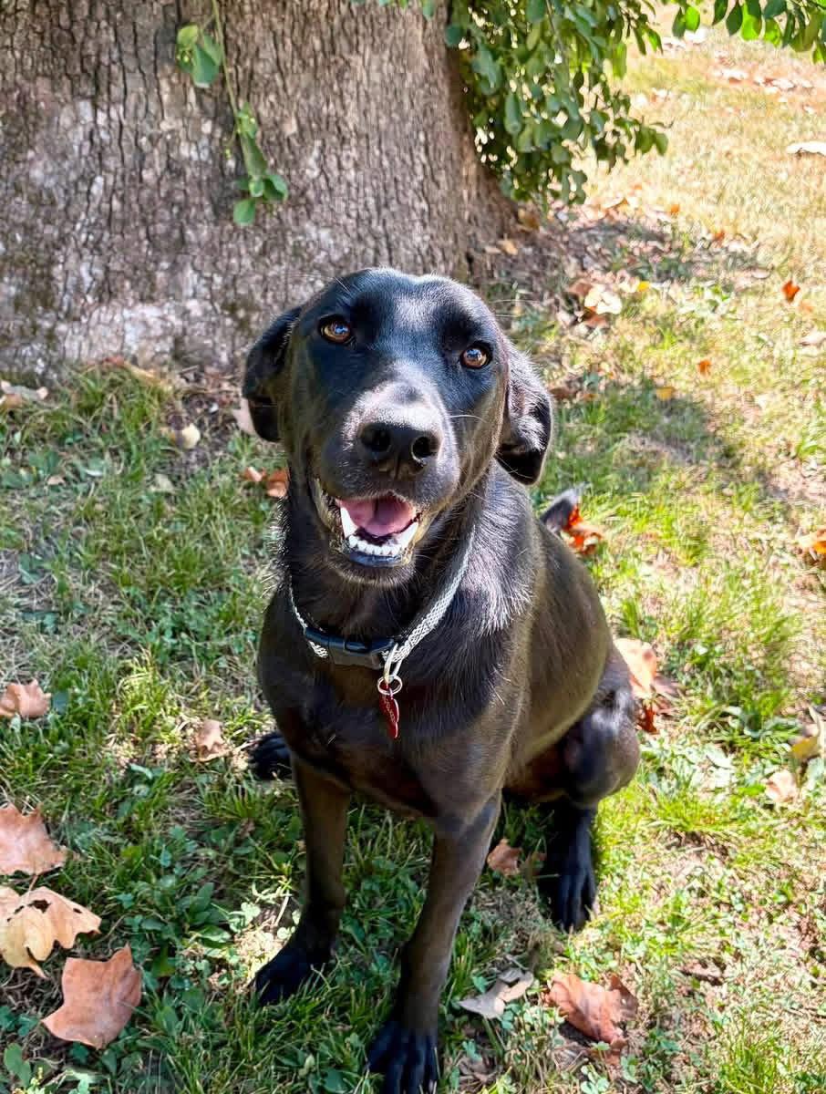 Enlarge Marcie, a Adoptable Labrador Retriever in Barnhart, MO image 2/3