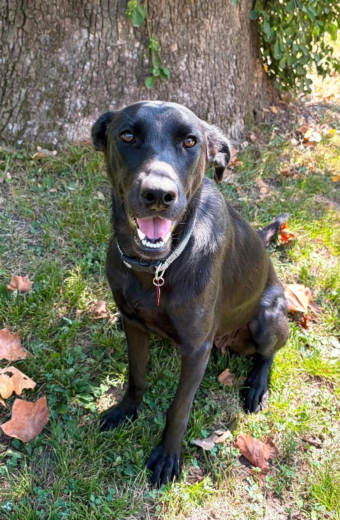 Enlarge Marcie, a Adoptable Labrador Retriever in Barnhart, MO image 3/3