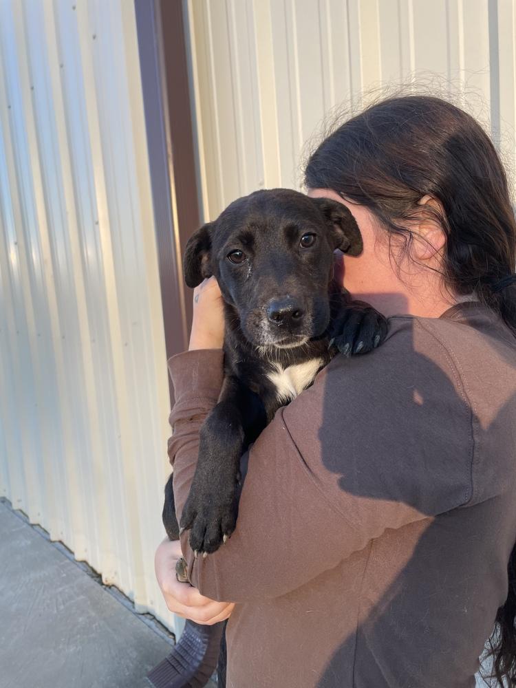 Celeste (Astrid), Adoptable, Puppy Female Terrier.