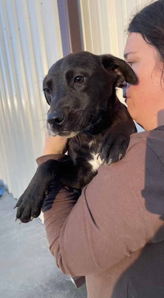 Celeste (Astrid), Adoptable, Puppy Female Terrier.