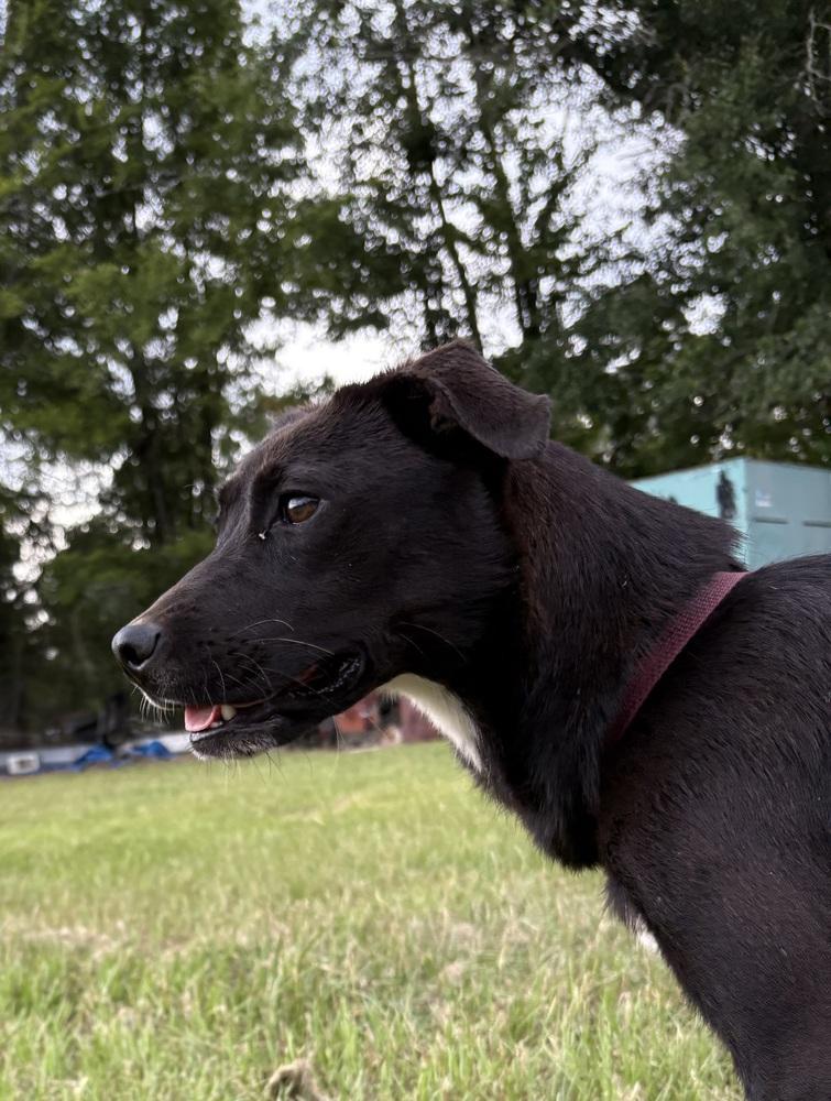Celeste (Astrid), a Adoptable Terrier in Crystal Springs, MS image 3/6
