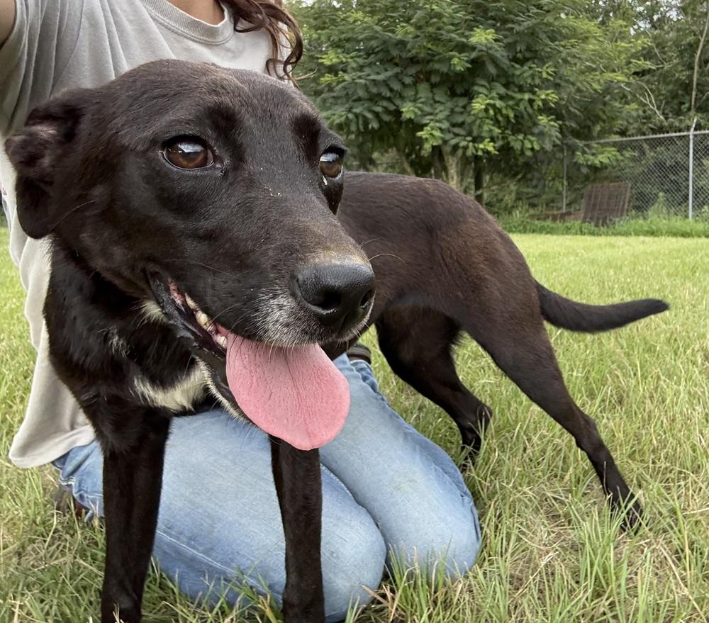 Celeste (Astrid), a Adoptable Terrier in Crystal Springs, MS image 4/6