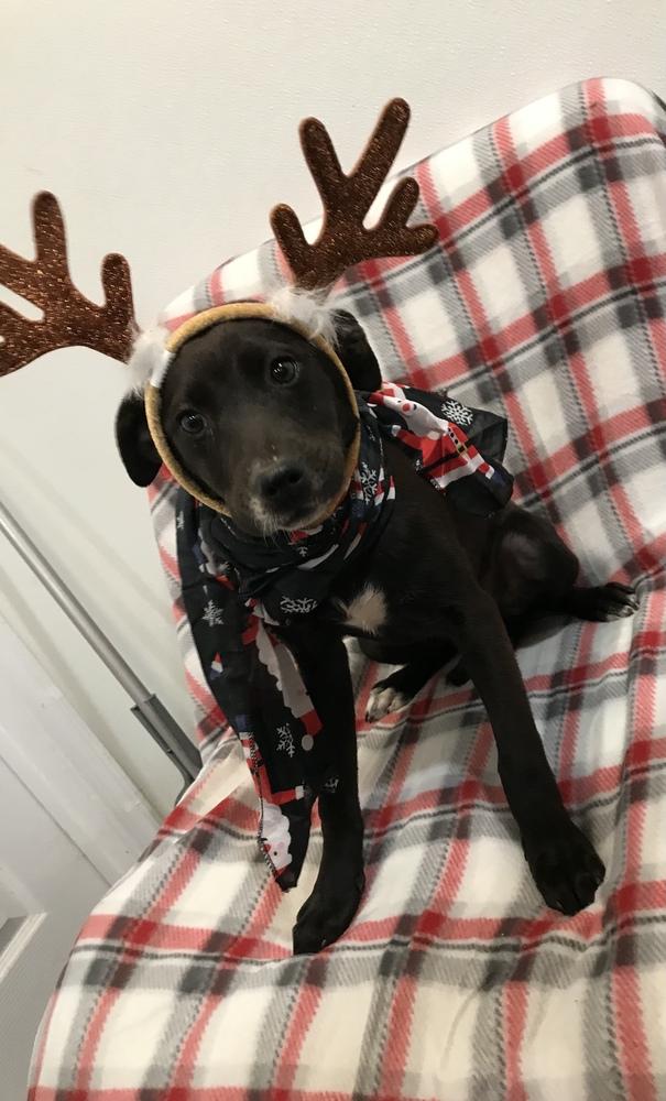 Celeste (Astrid), a Adoptable Terrier in Crystal Springs, MS image 5/6