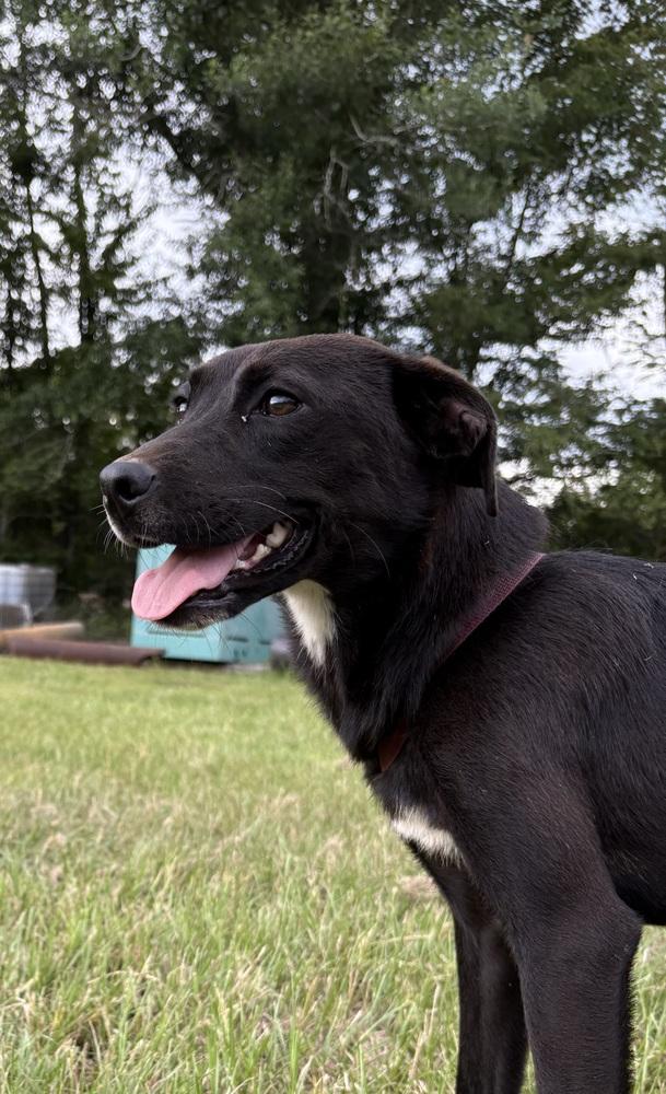 Celeste (Astrid), a Adoptable Terrier in Crystal Springs, MS image 6/6