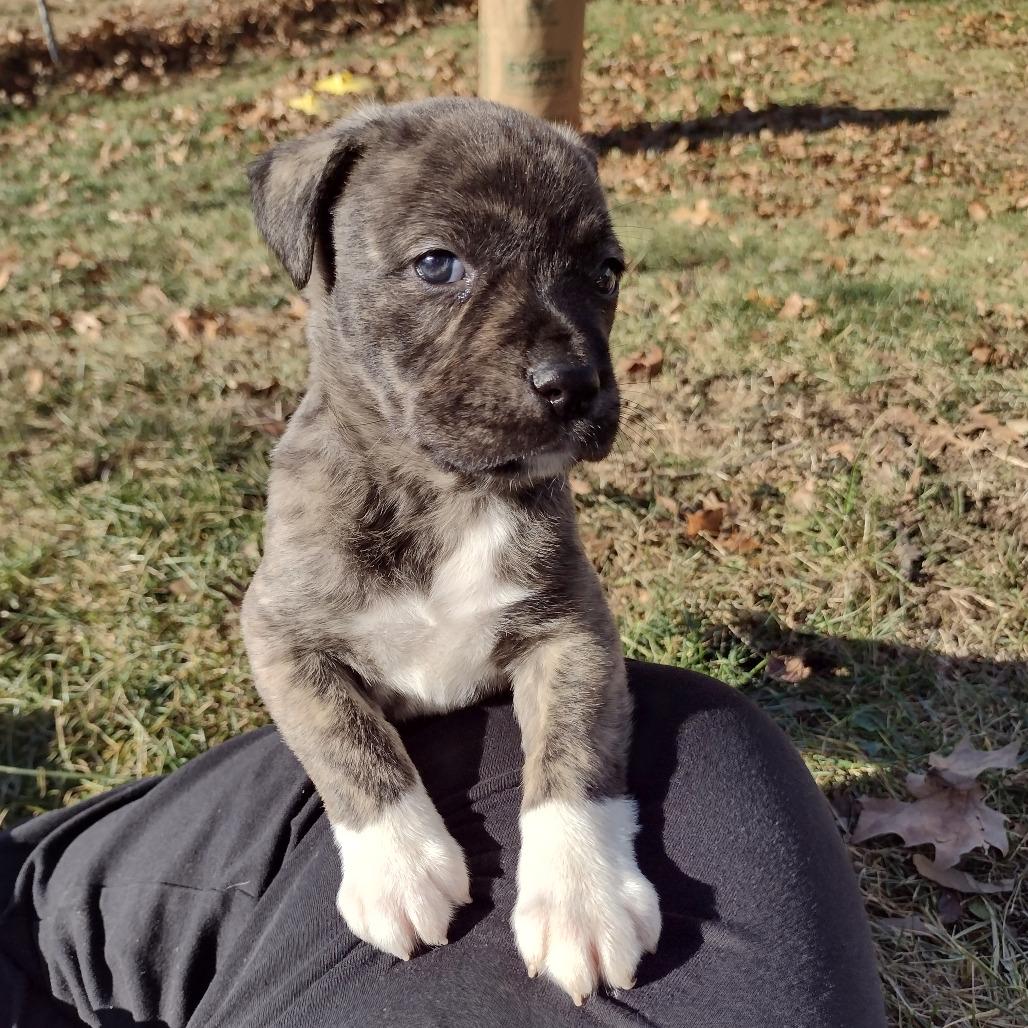 Enlarge Bliss , a ADOPTABLE Mixed Breed in Kansas City, KS image 2/2