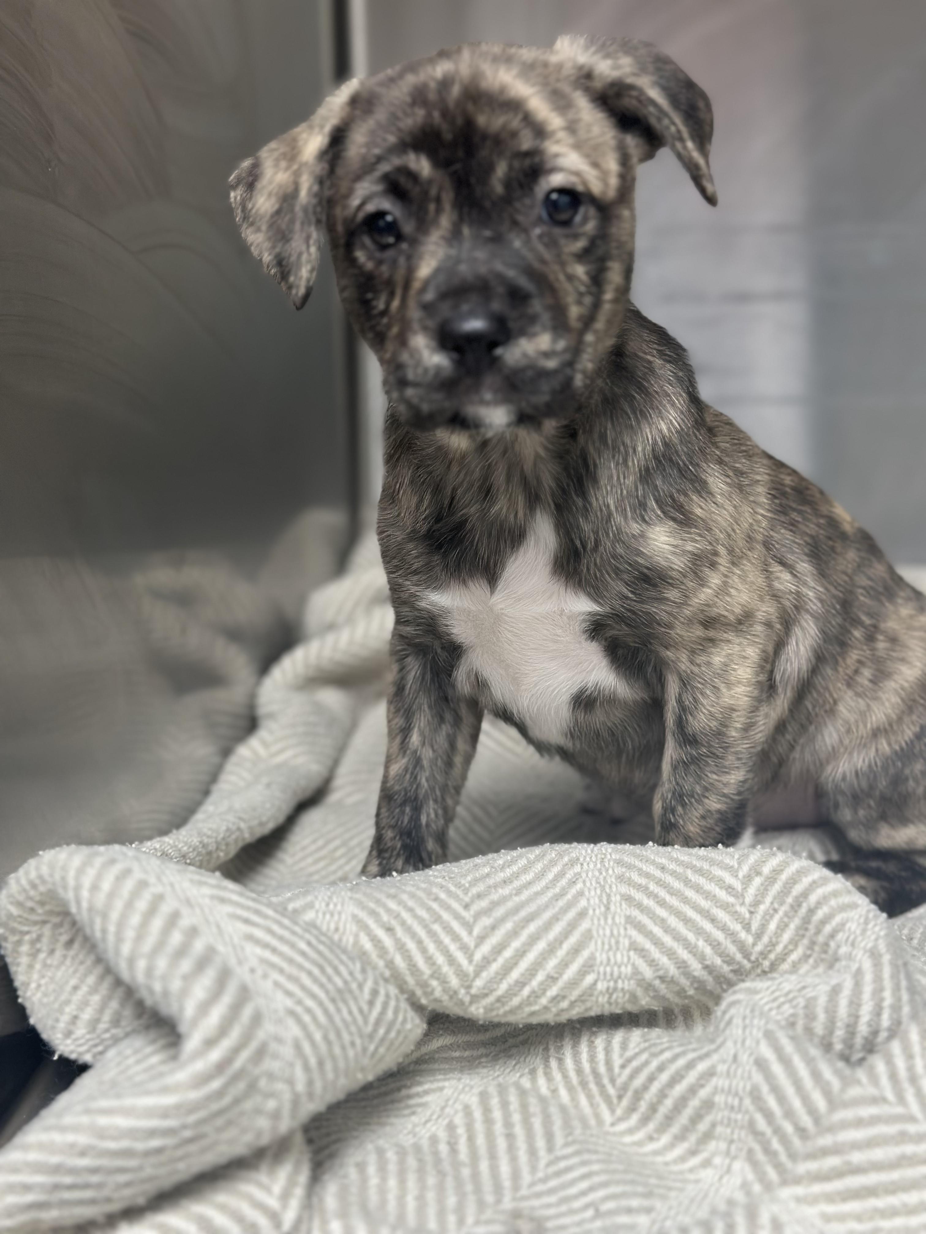 Bliss , ADOPTABLE, Puppy Female Mixed Breed.