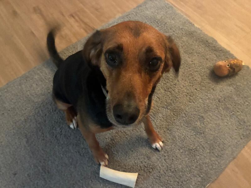 Alex, Adoptable, Adult Male Treeing Walker Coonhound.