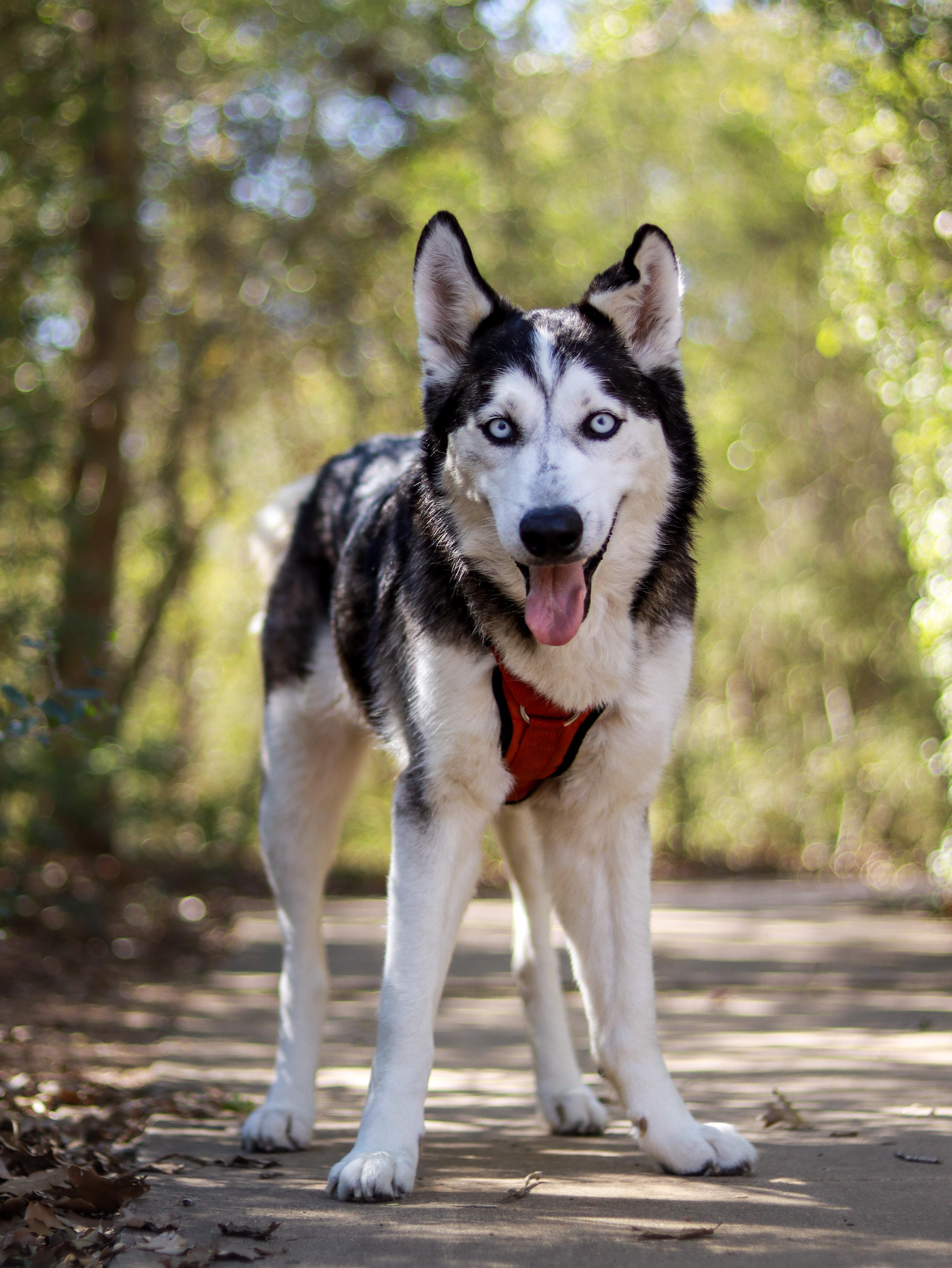 Grace, a ADOPTABLE Husky in Bryan, TX image 3/5