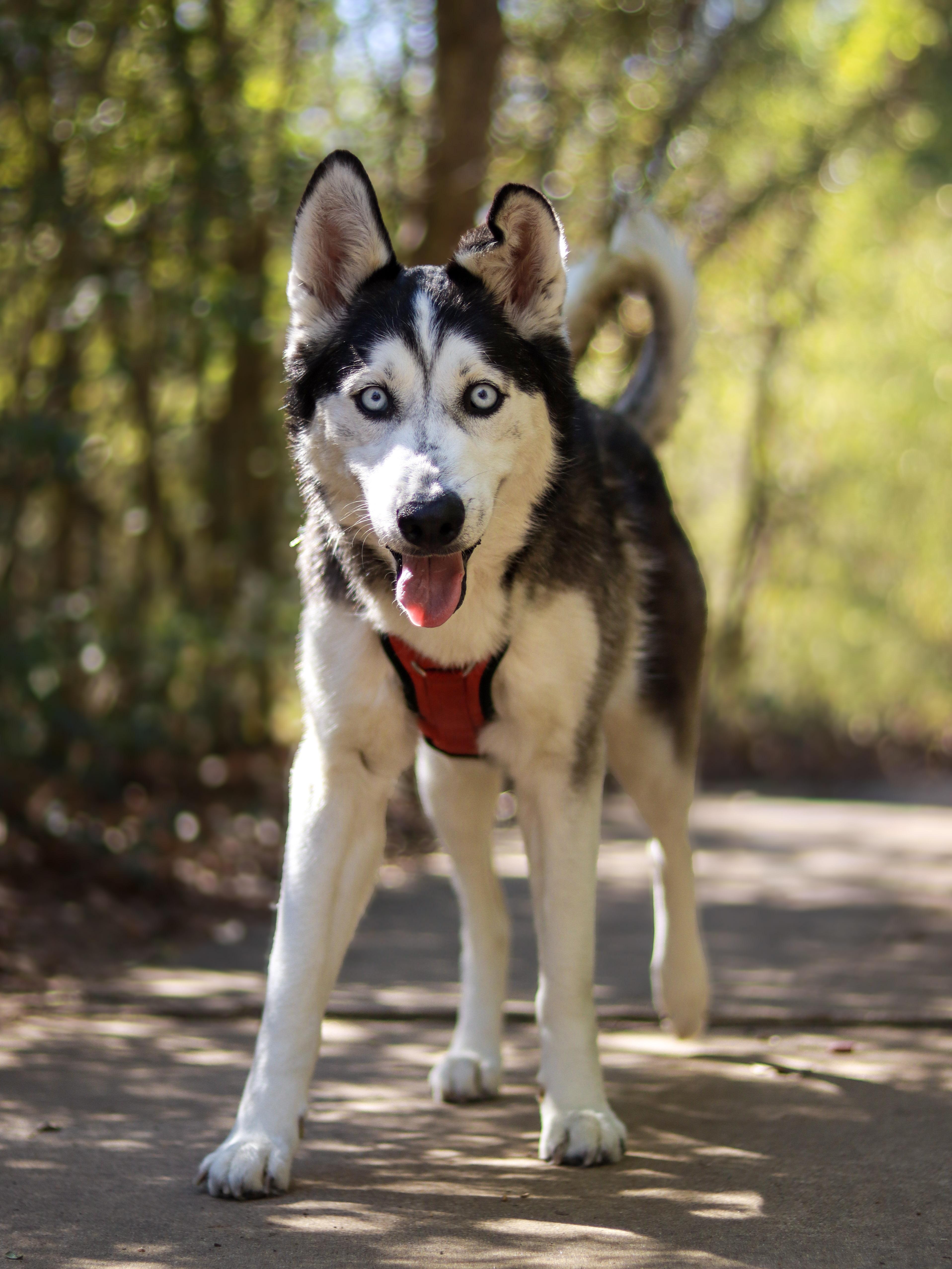 Grace, a ADOPTABLE Husky in Bryan, TX image 4/5