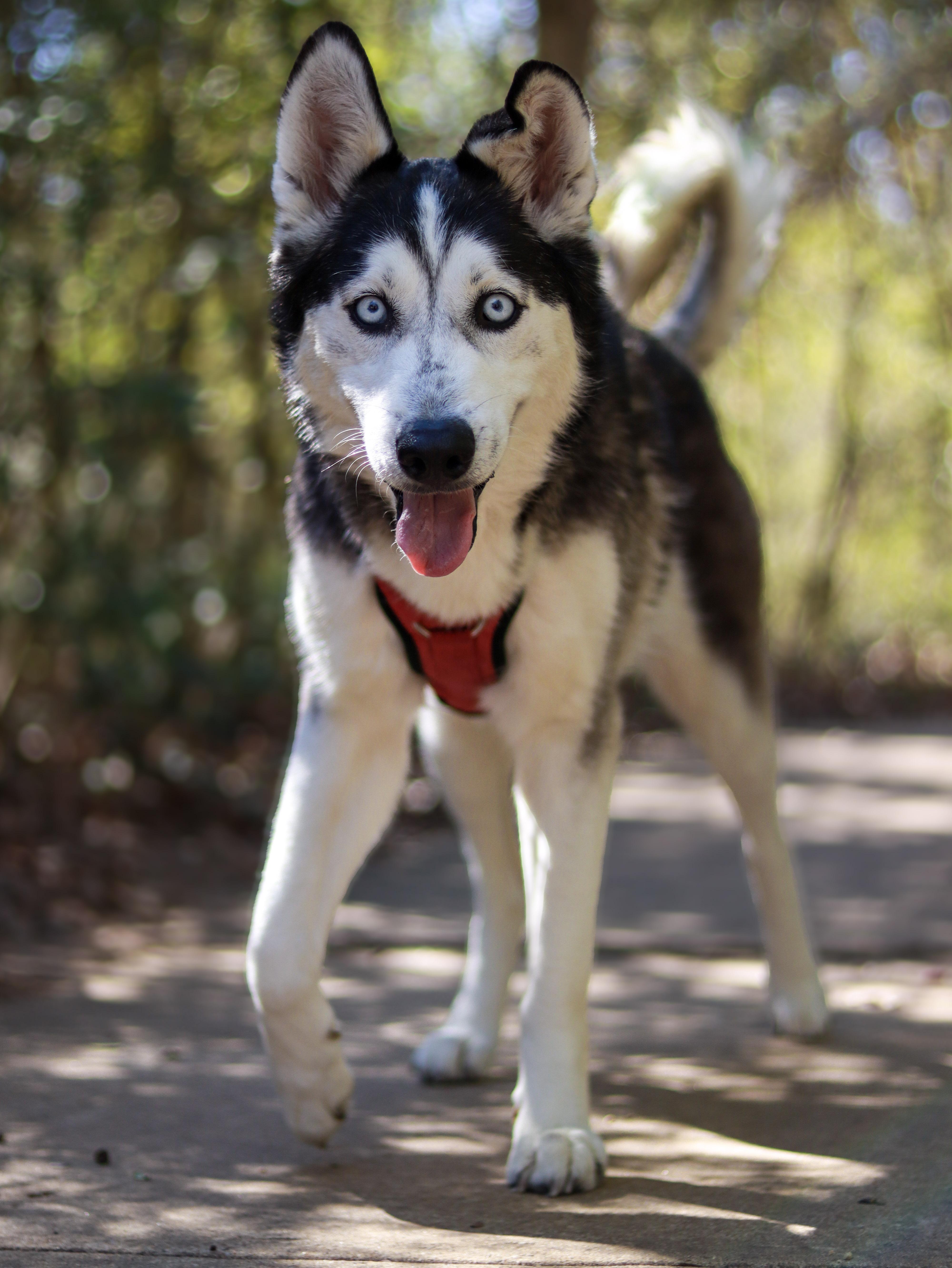 Grace, a ADOPTABLE Husky in Bryan, TX image 2/5