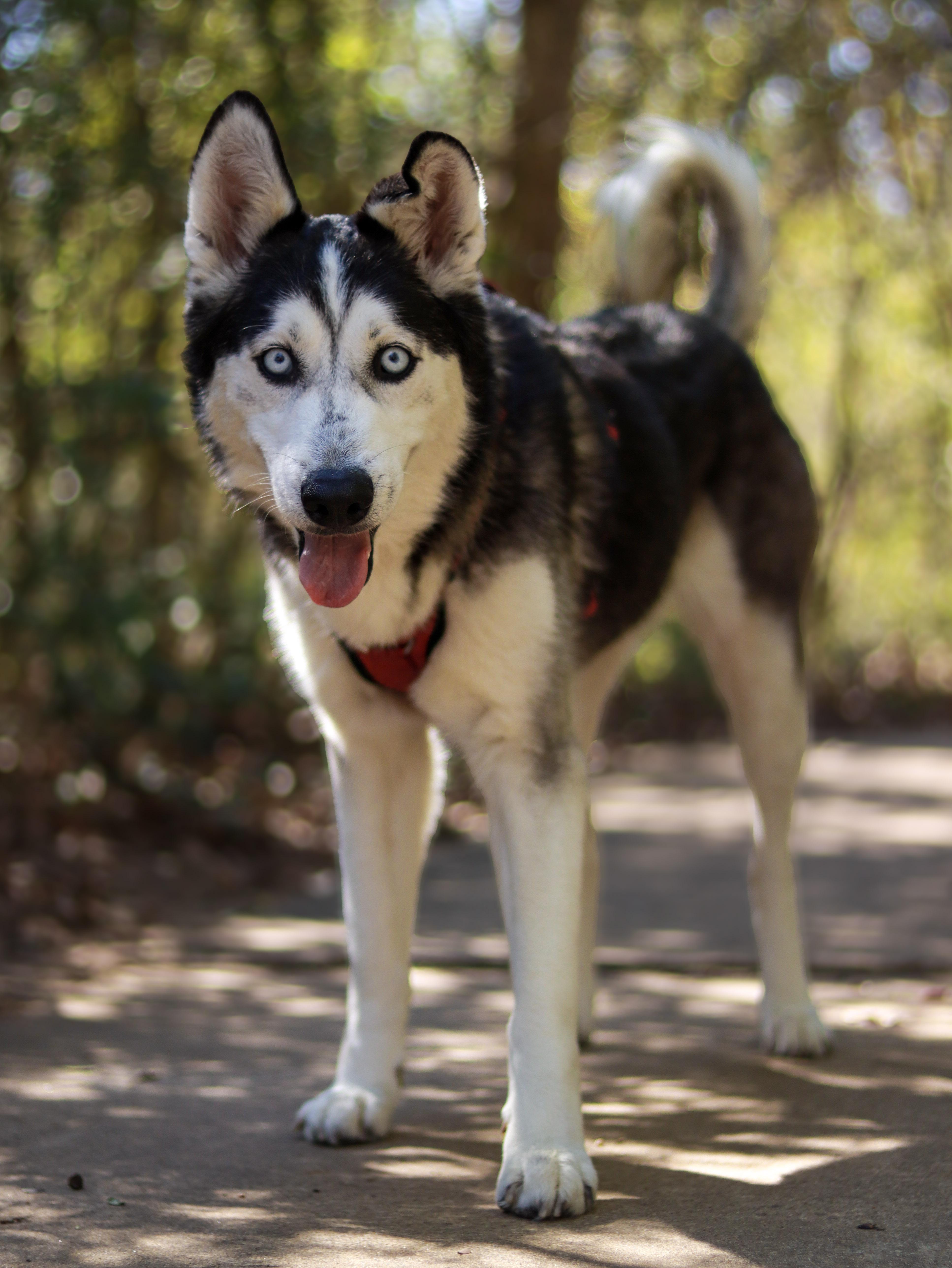 Grace, a ADOPTABLE Husky in Bryan, TX image 5/5