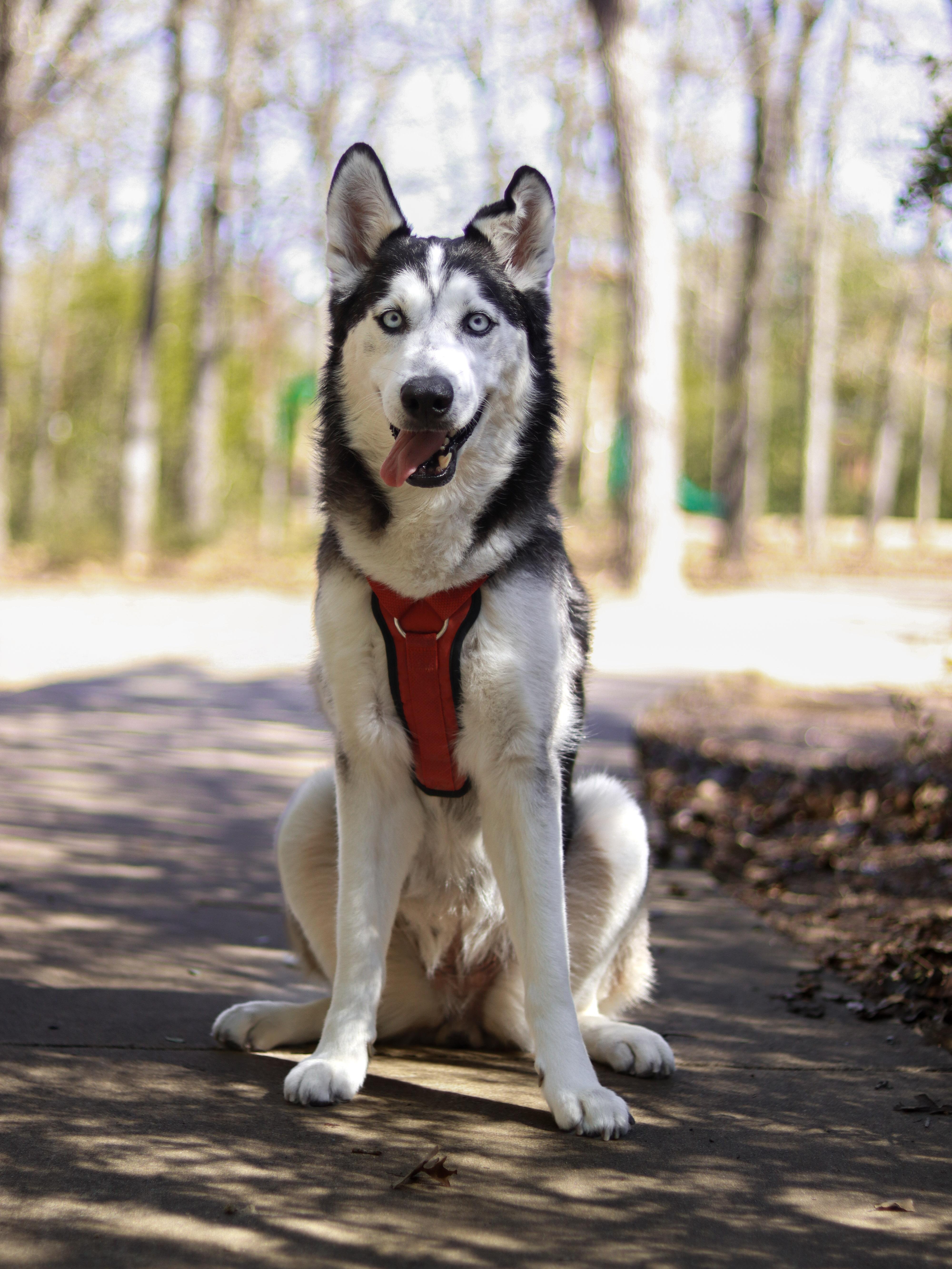 Grace, a ADOPTABLE Husky in Bryan, TX image 1/5