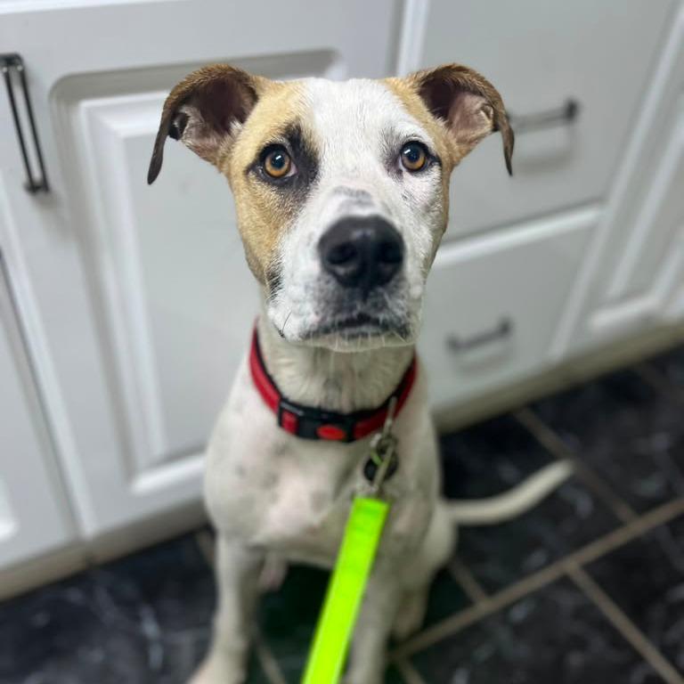 Pickles, a Adoptable mixed breed in Merritt Island, FL image 1/6