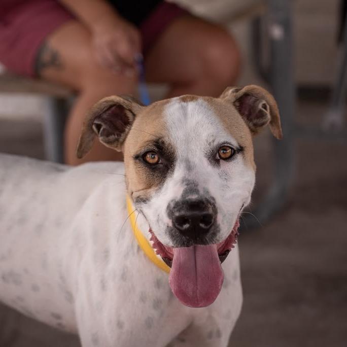 Enlarge Pickles, a Adoptable mixed breed in Merritt Island, FL image 2/6