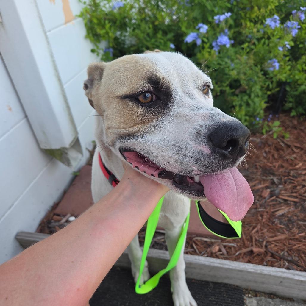 Pickles, a Adoptable mixed breed in Merritt Island, FL image 2/6
