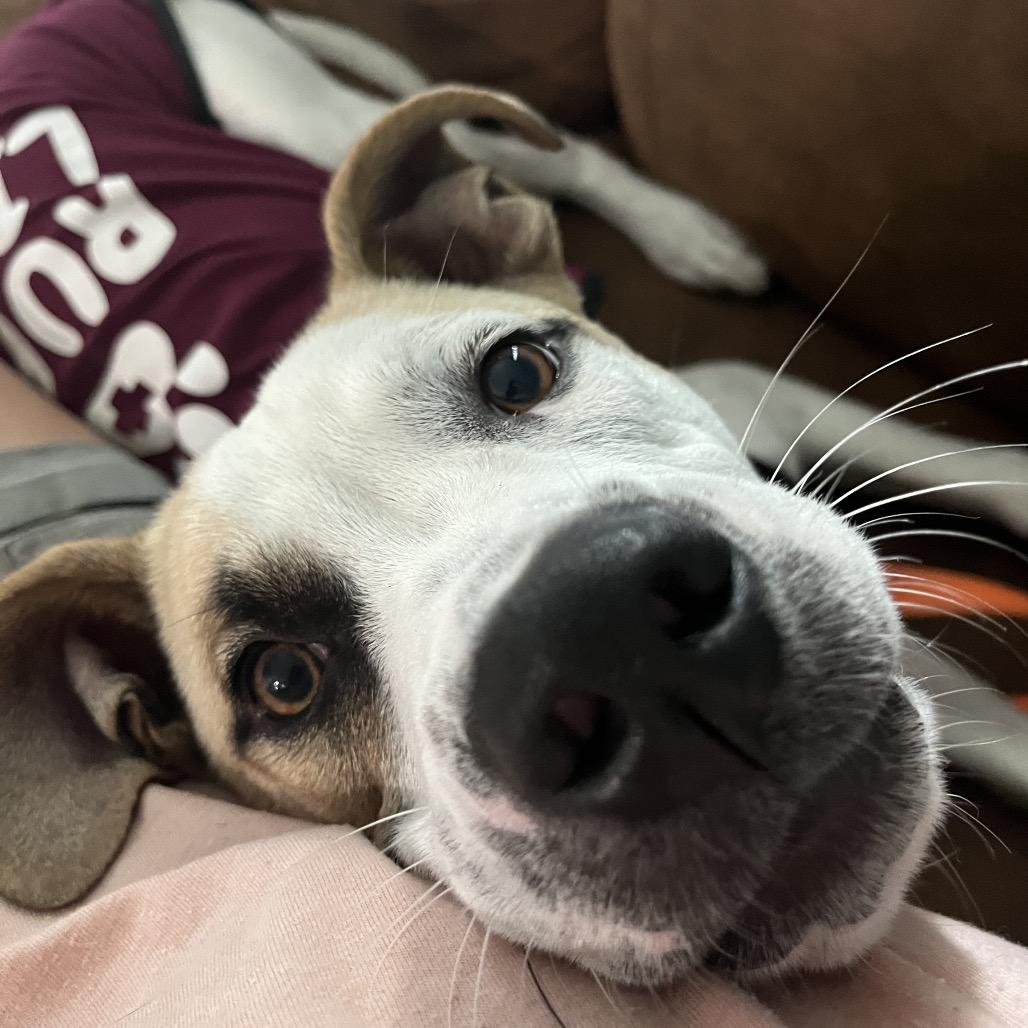 Pickles, a Adoptable mixed breed in Merritt Island, FL image 3/6