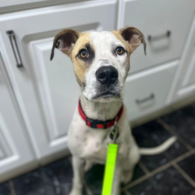Pickles, a Adoptable mixed breed in Merritt Island, FL image 4/6