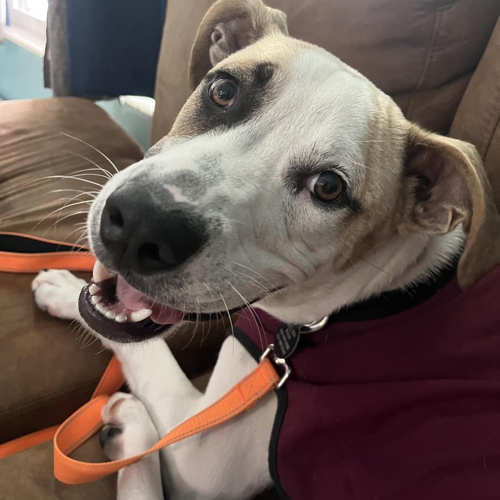 Pickles, a Adoptable mixed breed in Merritt Island, FL image 5/6