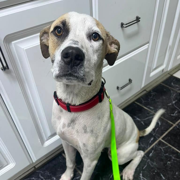 Pickles, a Adoptable mixed breed in Merritt Island, FL image 6/6