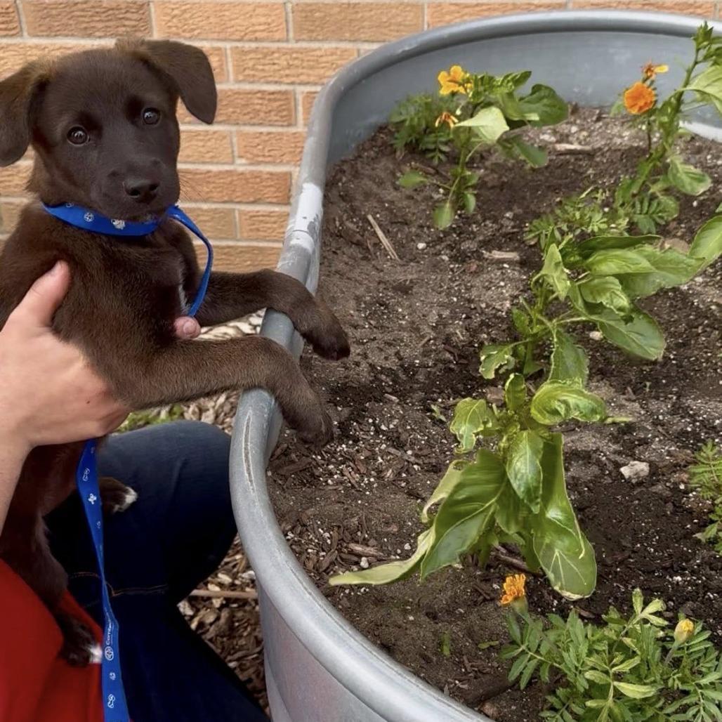 Raven, Adoptable, Puppy Female Mixed Breed.
