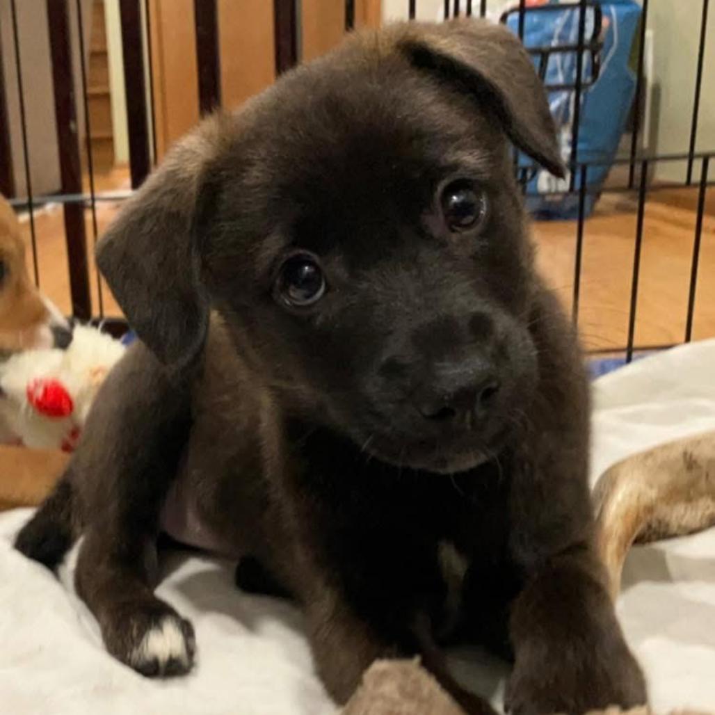 Enlarge Raven, a Adoptable Mixed Breed in Joliet, IL image 1/1