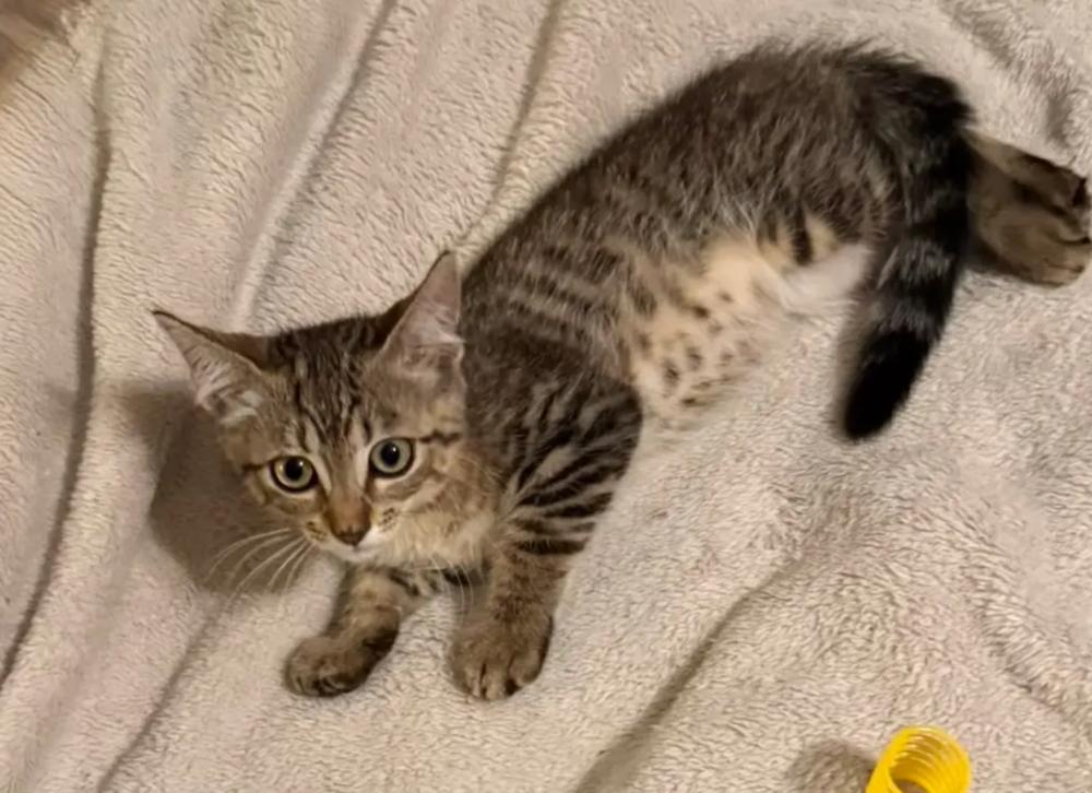 Bardmoor, adopted, Kitten Female Domestic Short Hair.