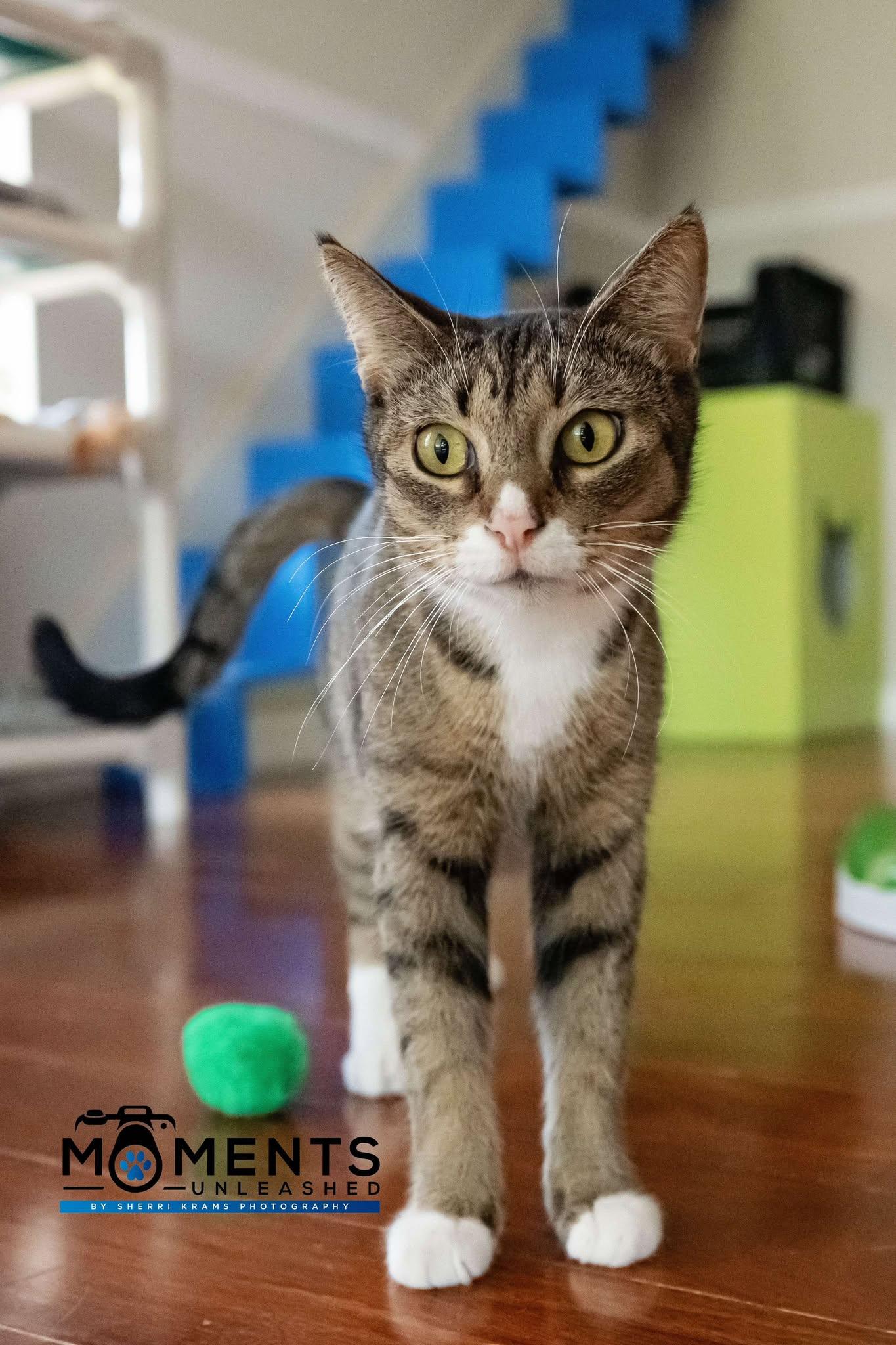 Compy, Adoptable, Adult Female Domestic Short Hair.