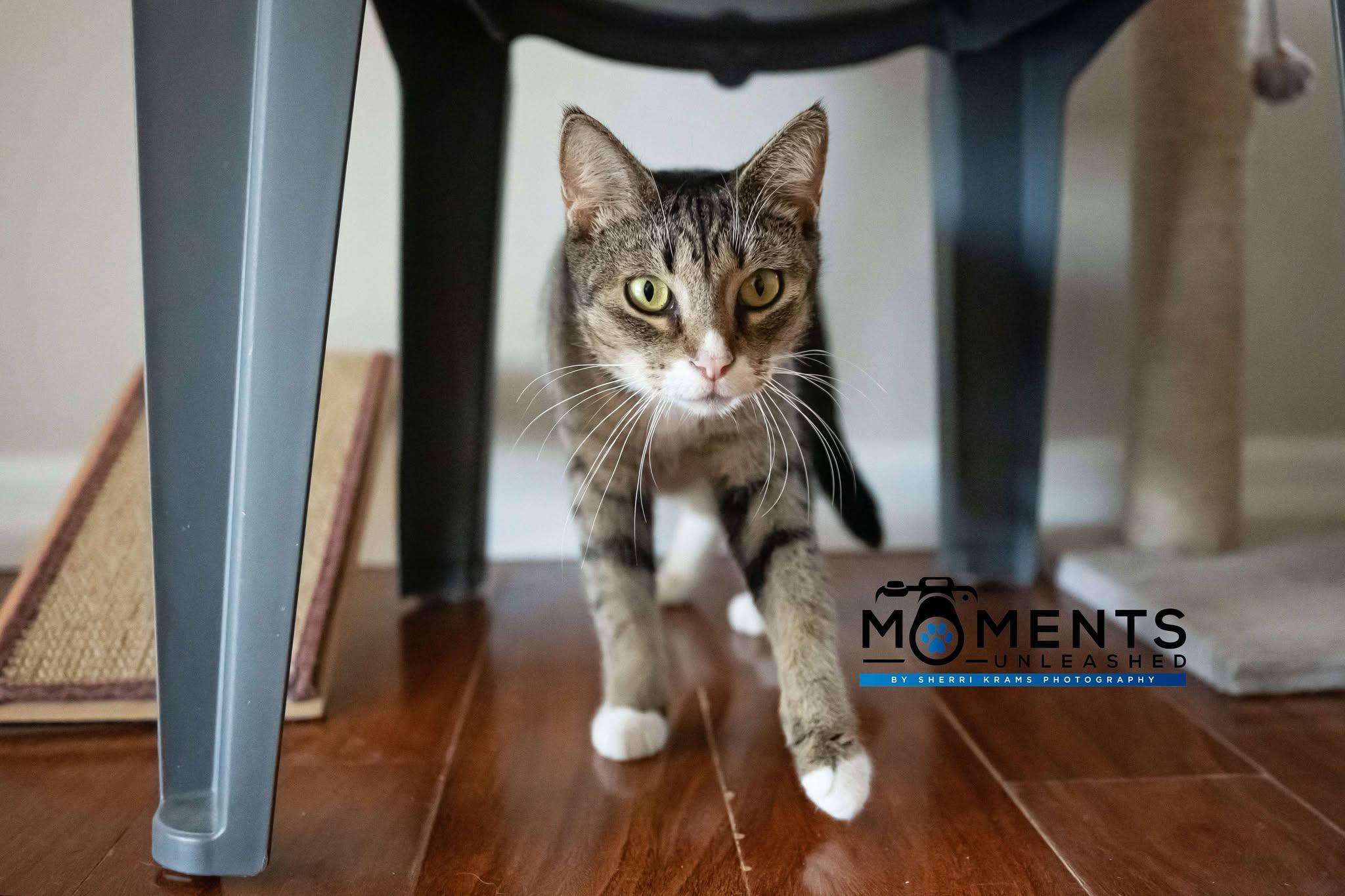 Compy, a Adoptable Domestic Short Hair in Myakka City, FL image 2/6