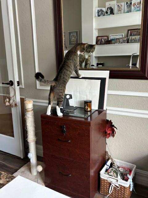 Compy, a Adoptable Domestic Short Hair in Myakka City, FL image 3/6