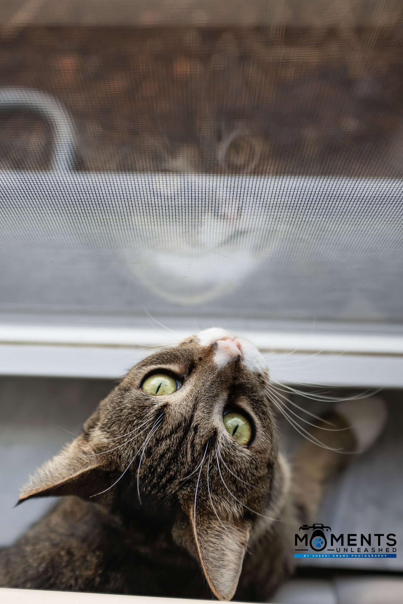 Compy, a Adoptable Domestic Short Hair in Myakka City, FL image 4/6