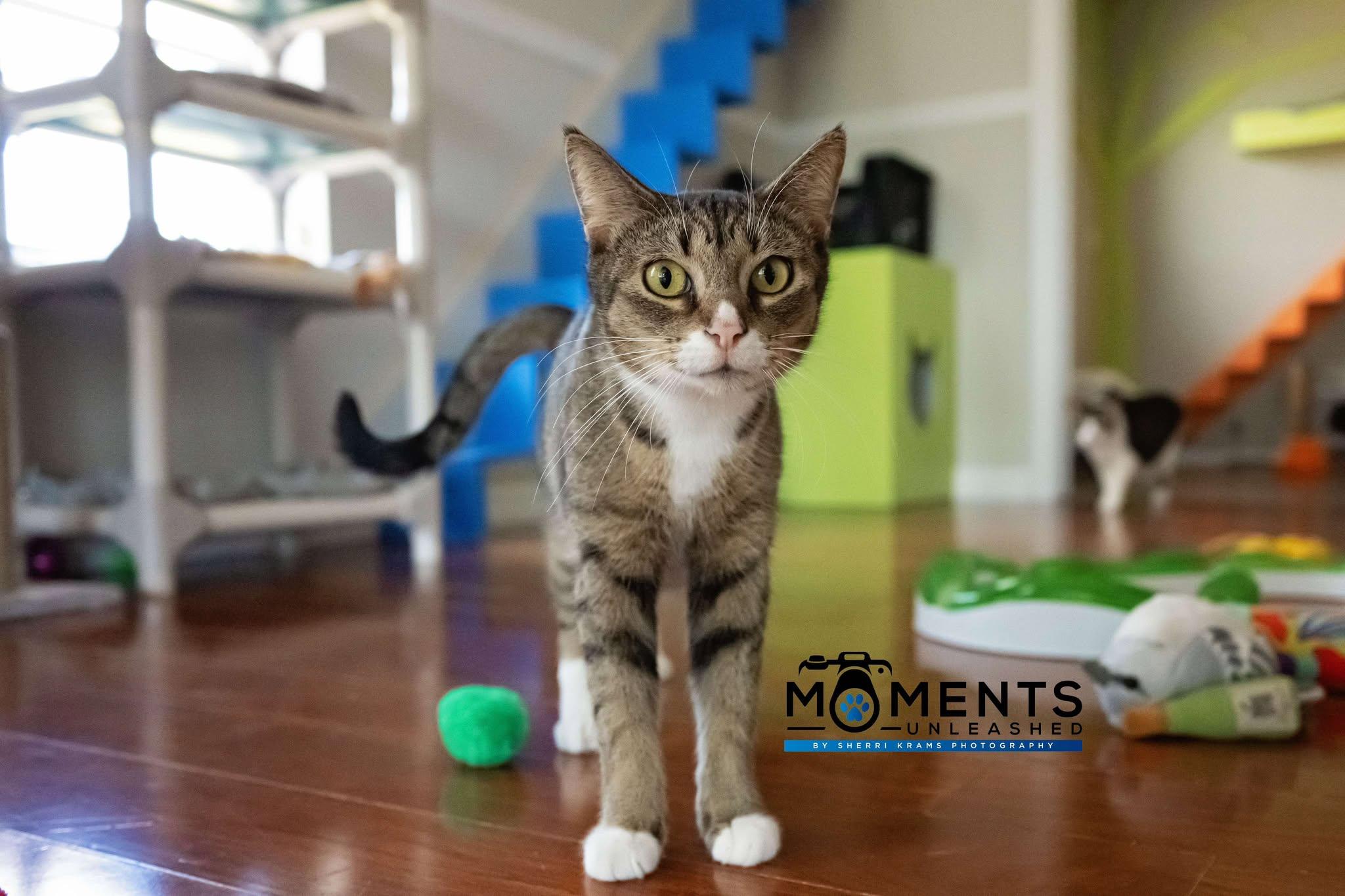 Compy, a Adoptable Domestic Short Hair in Myakka City, FL image 5/6