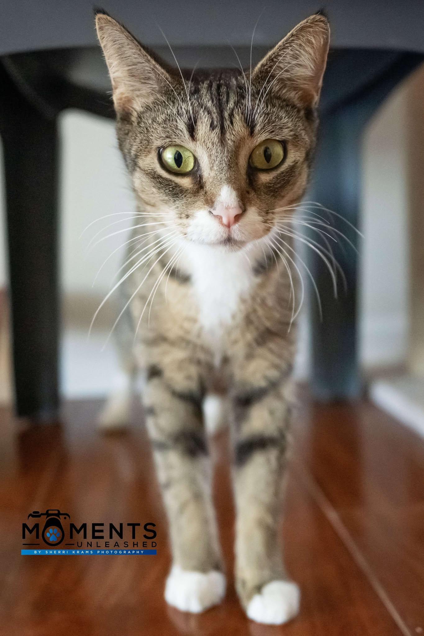 Compy, a Adoptable Domestic Short Hair in Myakka City, FL image 6/6