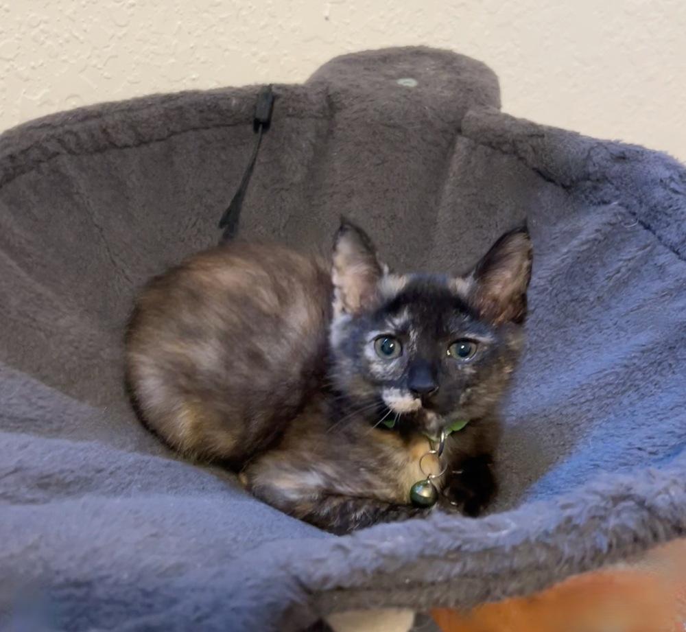 Risotto, Adoptable, Kitten Female Domestic Short Hair & Domestic Short Hair.
