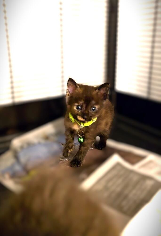 Risotto, a Adoptable mixed breed in Pacifica, CA image 4/6