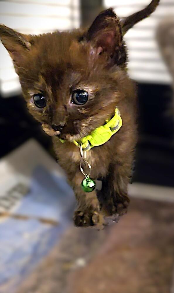 Risotto, a Adoptable mixed breed in Pacifica, CA image 6/6