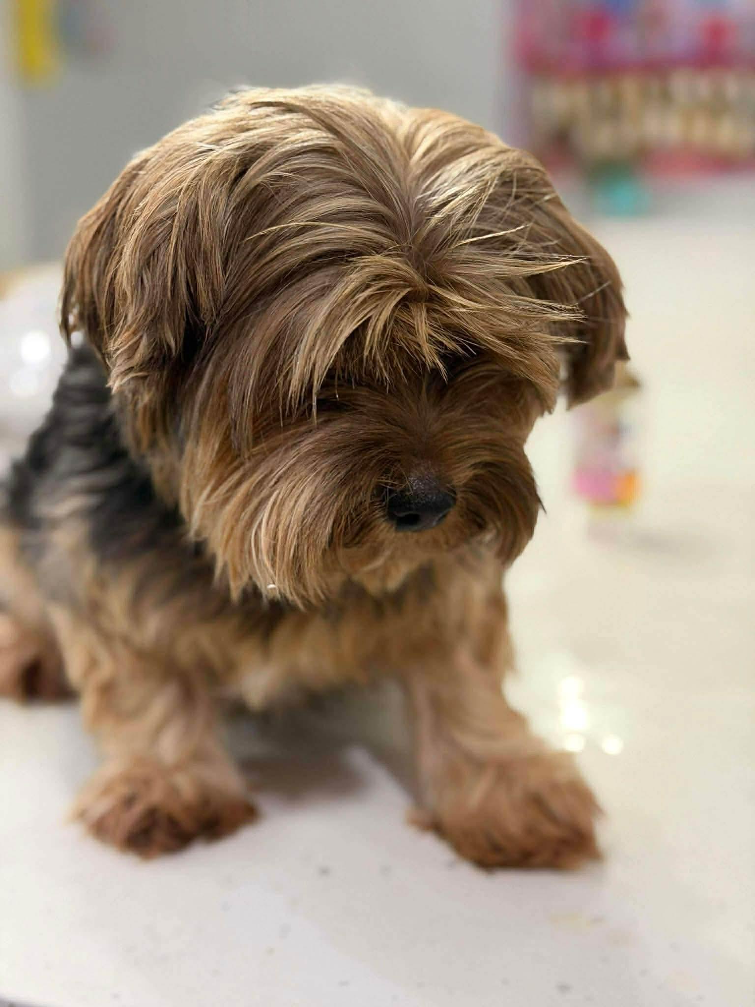 Enlarge Buster, a Adoptable Yorkshire Terrier in Richmond, KY image 1/5