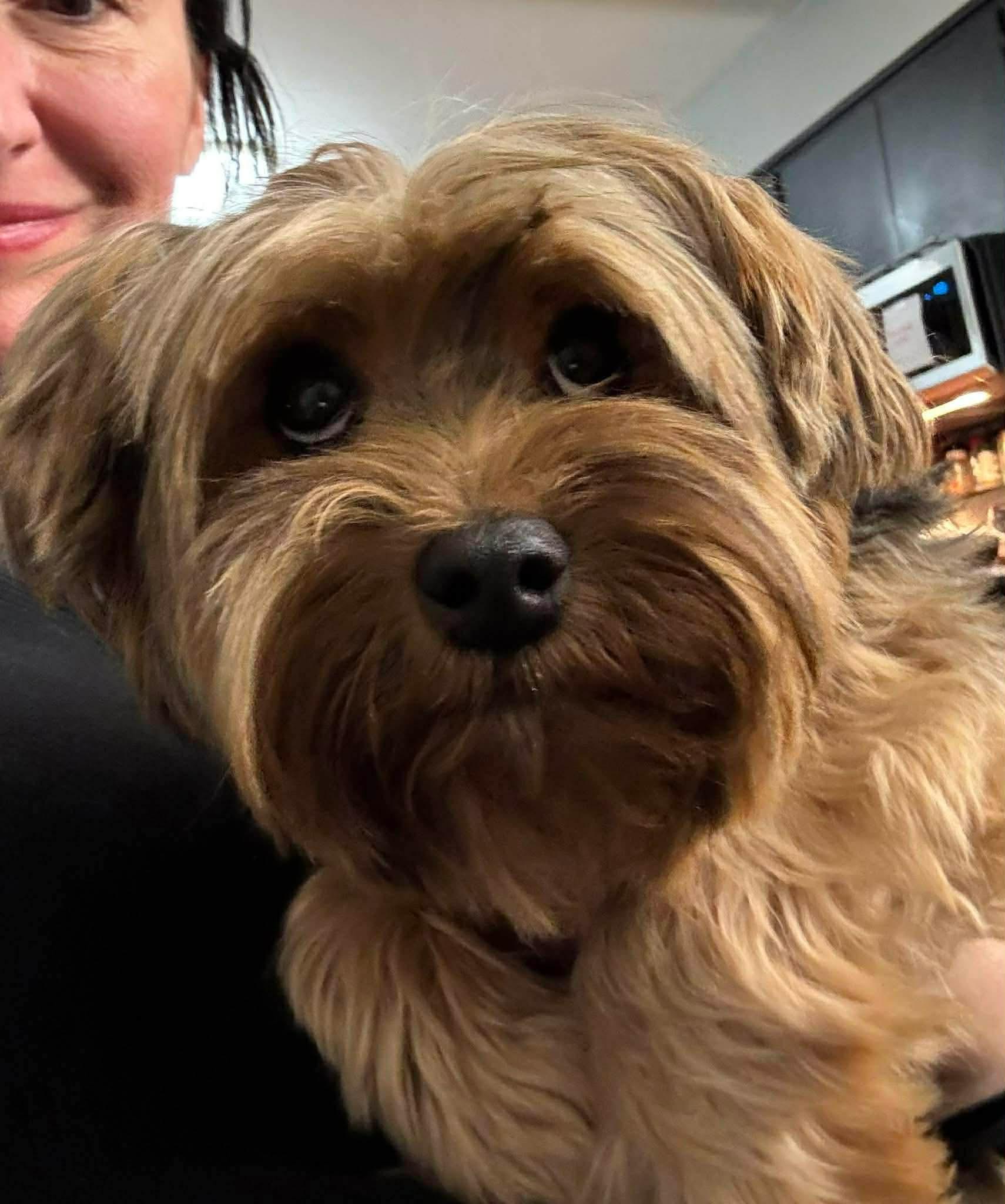 Enlarge Buster, a Adoptable Yorkshire Terrier in Richmond, KY image 2/5