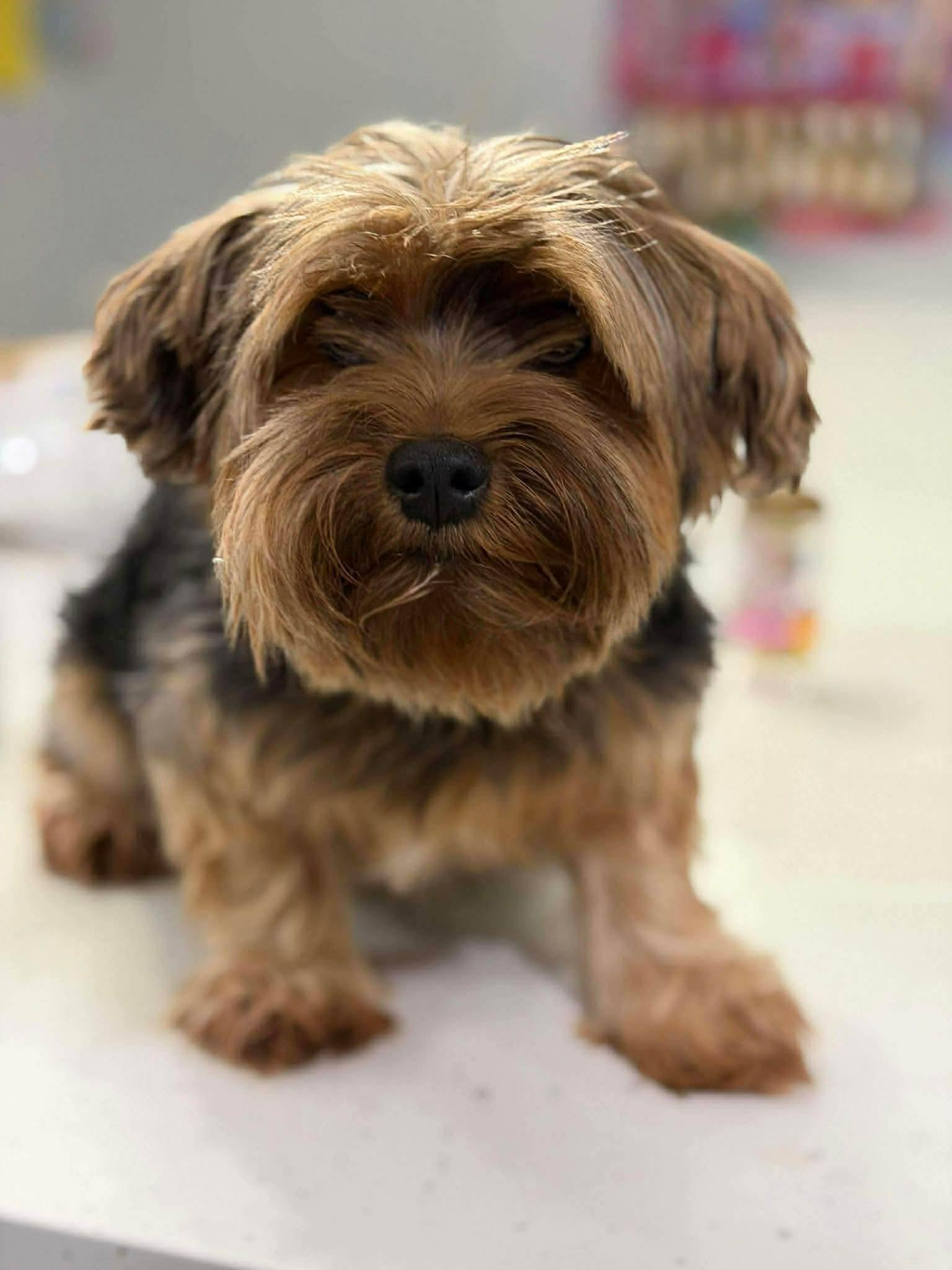 Enlarge Buster, a Adoptable Yorkshire Terrier in Richmond, KY image 3/5